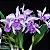 Cattleya Canhamiana Coerulea 'Azure Sky' 3 - Vaso Cheio - Imagem 1