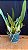Cattleya Canhamiana Coerulea 'Azure Sky' 4 - Vaso Cheio - Imagem 2