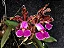 Cattleya Schilleriana - Espata Floral + Vaso Cheio - Imagem 1
