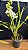 Cymbidium Pleiades 1 - Florido - Imagem 1