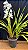 Cymbidium Pleiades 2 - 2 Hastes Florais - Imagem 1