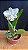 Cattleya (Loddigesii Alba x Dolosa Alba) - Florida - Imagem 1
