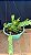 Dendrobium Anceps na Cuia - Gigante - Imagem 1