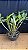 Dendrobium (Densiflorum x Thyrsiflorum) - Cuia Gigante - Imagem 1