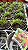 Acianthera Bragae - Pre Adulta (Micro) - Imagem 2