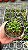 Acianthera Bragae - Pre Adulta (Micro) - Imagem 3