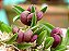 Acianthera Bragae - Pre Adulta (Micro) - Imagem 1