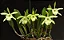 Rhyncholaelia Glauca - Tamanho 3 - Imagem 1
