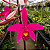 Hoffmansegella Milleri x Laelia Sincorana - Pre Adulta (Sementeira) - Imagem 1