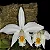 Hadrolaelia Jongheana Alba - Pre Adulta - Imagem 1