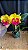 Cattleya Thong Suphan Gold - Adulta - Imagem 1