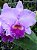 Blc. Turandot 'Araraquara' - Adulta - Imagem 1