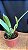 Cattleya Mossiae Alba 'Super White' 1 - Espata Floral - Imagem 2