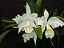 Cattleya Mossiae Alba 'Super White' 1 - Espata Floral - Imagem 1