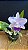 Lc. Mini Purple Coerulea 'Suzuki' - Florida (Otima Forma) - Imagem 1