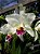 Cattleya Labiata Semi-Alba - Espata Floral - Imagem 1