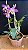 Lc. (Issy x Nobile's Confetti) 2 - Cacho de Flores + Espatas Florais (Flamea) - Imagem 1