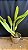 Laelia Purpurata Carnea x (Delicata x Roxo-Violeta) 2 - Imagem 2