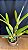Laelia Purpurata Carnea x (Delicata x Roxo-Violeta) 7 - Imagem 2