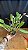 Cattleya Lueddemanniana Flamea - Botoes + Super Cheia - Imagem 2