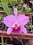 Cattleya Lueddemanniana Flamea - Botoes + Super Cheia - Imagem 1
