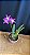 Laelia Rupestris - Florida - Imagem 1