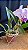 Cattleya Lueddemanniana Coerulea 1 - 2 Flores GIgantes (Top) - Imagem 2