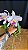 Cattleya Lueddemanniana Coerulea 2 - 2 Flores GIgantes (Top) - Imagem 1