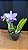 Lc. Mini Purple 'Coerulea' 2 - 2 Flores + Super Cheio - Imagem 1