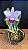 Lc. Mini Purple 'Coerulea' 3 - Florida + Brotacao - Imagem 1