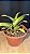Cattleya Fire Crown 'Johnny' 2 - Imagem 2