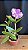Cattleya Loddigesii Flamea 1 - 3 Frentes Floridas - Imagem 2