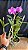 Cattleya Loddigesii Flamea 2 - 2 Frentes Floridas - Imagem 1