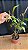 Epidendrum Tridens - Florido - Imagem 1