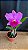 Blc. (Irene Finney x Aloha Case 'Ching Hua') - Florida - Imagem 1
