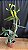 Cattleya Loddigesii Alba 2 - 2 Frentes com Botoes (Gigante) - Imagem 2