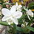 Cattleya Loddigesii Alba 2 - 2 Frentes com Botoes (Gigante) - Imagem 1