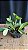 Cattleya Schilleriana Semi-Alba 'Super Green' - 2 espatas florais - Imagem 2