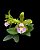 Cattleya Schilleriana Semi-Alba 'Super Green' - 2 espatas florais - Imagem 1