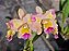cattleya momilani rainbow - unico - Imagem 1