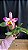 lc. (issy x nobile's confetti) 2 - otima floracao - Imagem 1