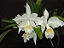 cattleya mossiae alba 'super white' - espata floral + brotacao + vaso cheio - Imagem 1