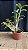dendrobium amethystoglossum 2 - muitas hastes - Imagem 2