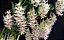 dendrobium amethystoglossum 2 - muitas hastes - Imagem 1