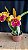 blc. (schilleriana x chunyeah 17) - 2 flores (boa cor e labelo) - Imagem 1