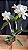 cattleya loddigesii alba 3 - 2 frentes com flores (gigantesca) - Imagem 1