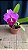 blc. (irene finney x aloha case 'ching hua' - florida (otima forma) - Imagem 1