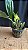 sudamerlycaste fimbriata - Imagem 1