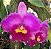 cattleya elegance dancer 'rouge' 1 - 3 botoes (flor gigantesca) - Imagem 1
