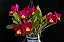 Pot. Hawaiian Prominence 'America' - 2 Botoes - Imagem 1